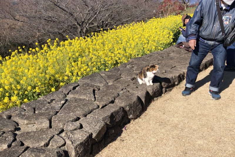 吾妻山公園の菜の花と猫