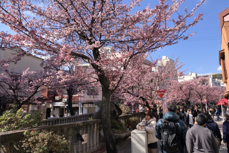 糸川の熱海桜