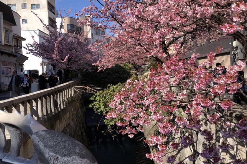 糸川の熱海桜