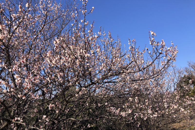 本郷ふじやま公園の梅の花