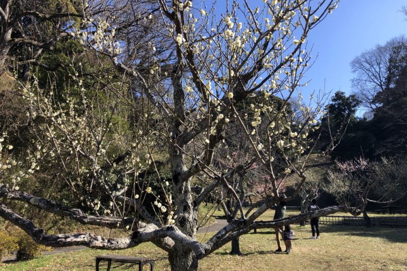 久良岐公園の梅の花