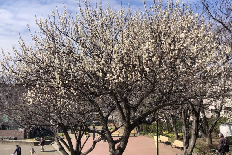 芹が谷一丁目公園の梅の花