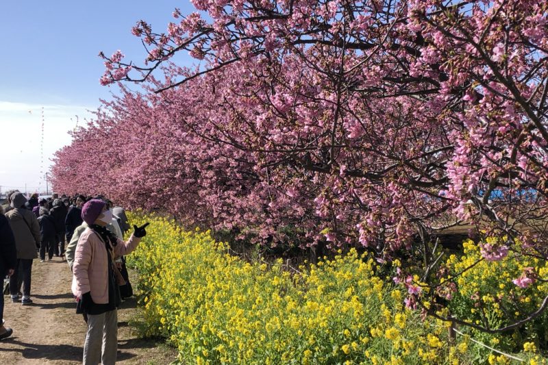 小出川の河津桜と菜の花
