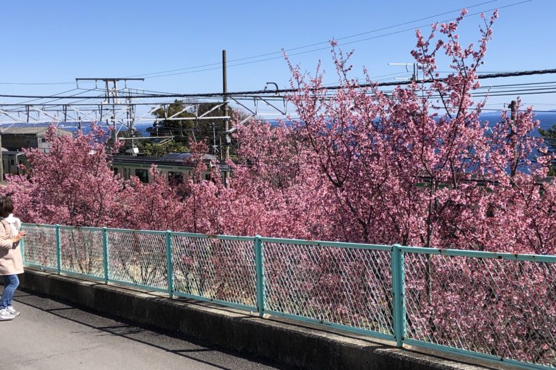 根府川駅横のおかめ桜