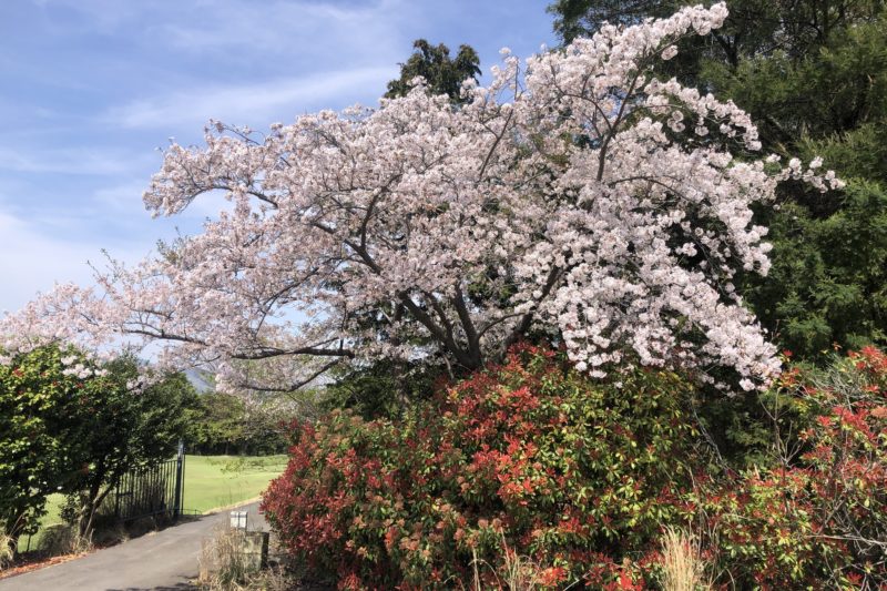 レイクウッドゴルフクラブの桜