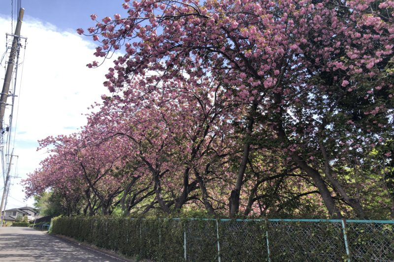 こども自然公園の八重桜