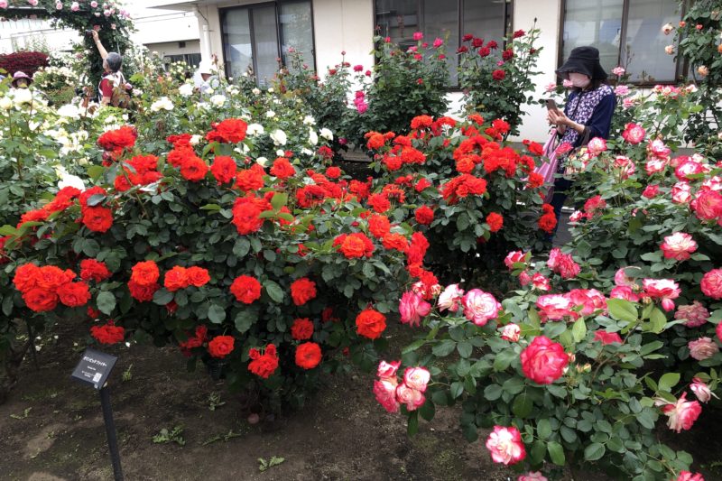 日本フルハーフ厚木工場の薔薇