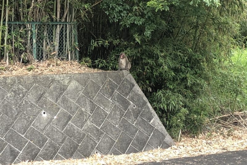 七沢温泉近くで見かけた猿