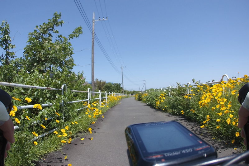 境川サイクリングロードの花