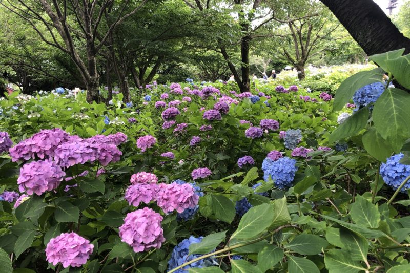 相模原北公園の紫陽花
