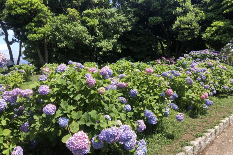 城ヶ島公園の紫陽花