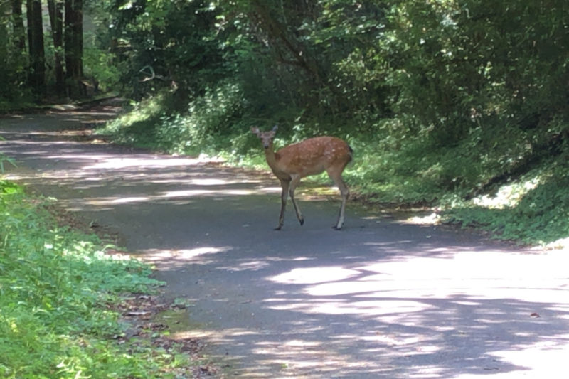 蘆ノ湖の林道に現れた鹿