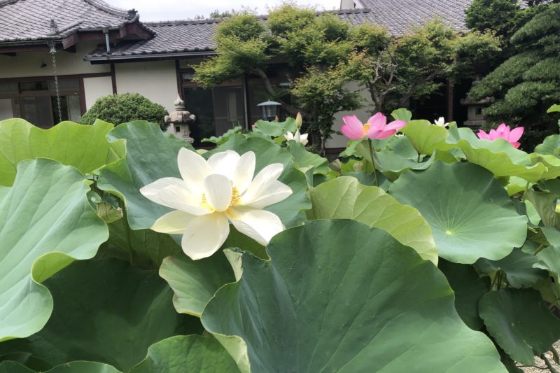 平塚市の要法寺の蓮の花