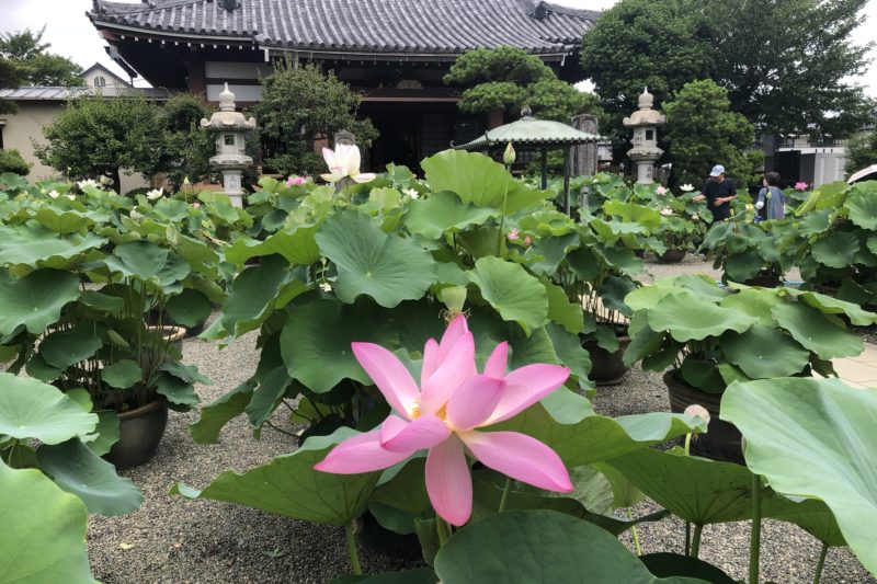 平塚市の要法寺の蓮の花