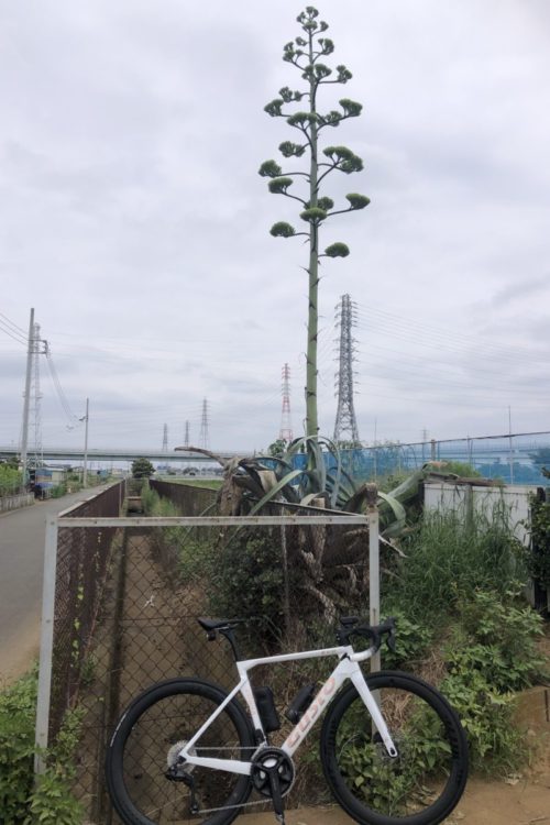 小出川近くのリュウゼツラン