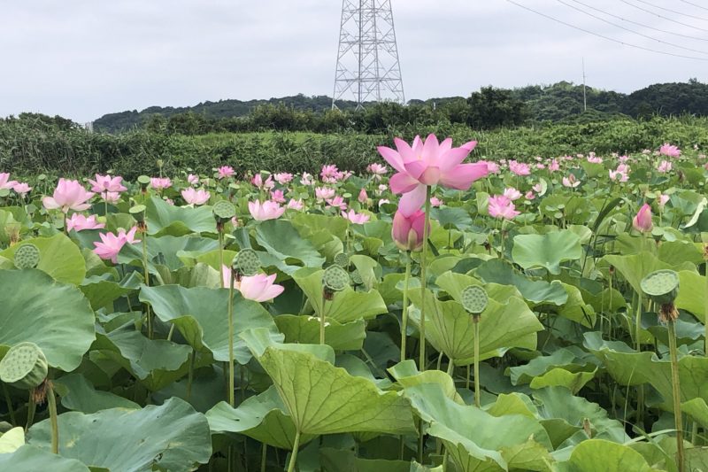 寒川の蓮畑の花