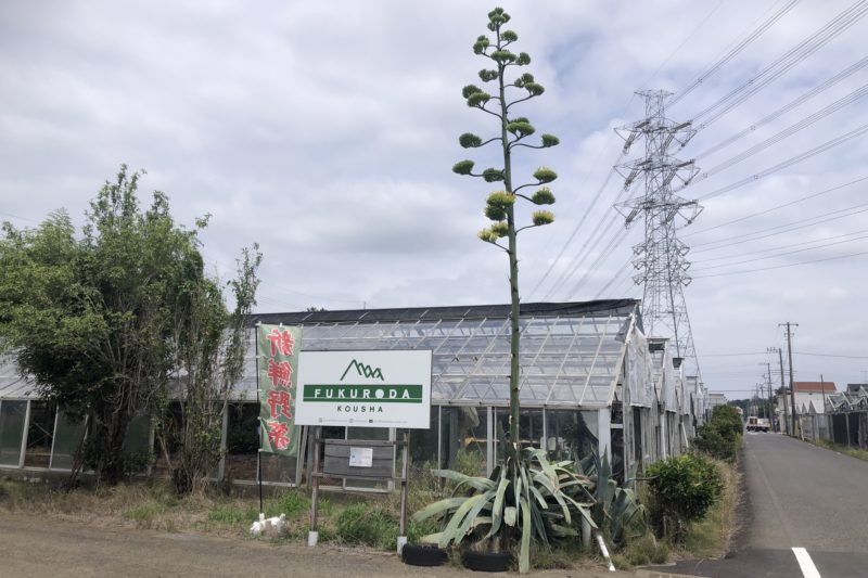 海老名市のリュウゼツラン