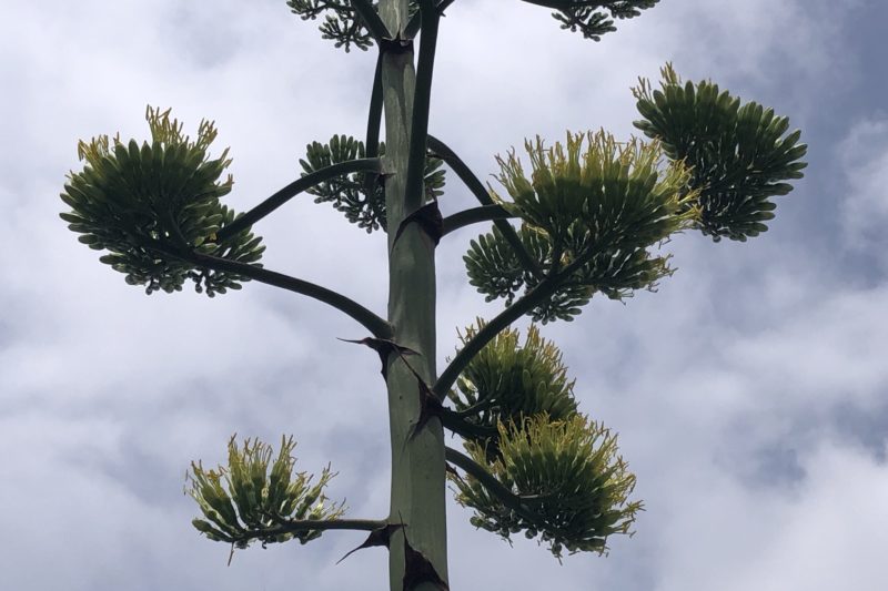 海老名市のリュウゼツラン