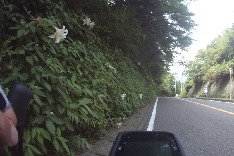 芦ノ湖周辺のヤマユリ