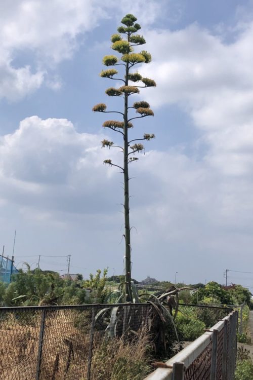 リュウゼツランが開花