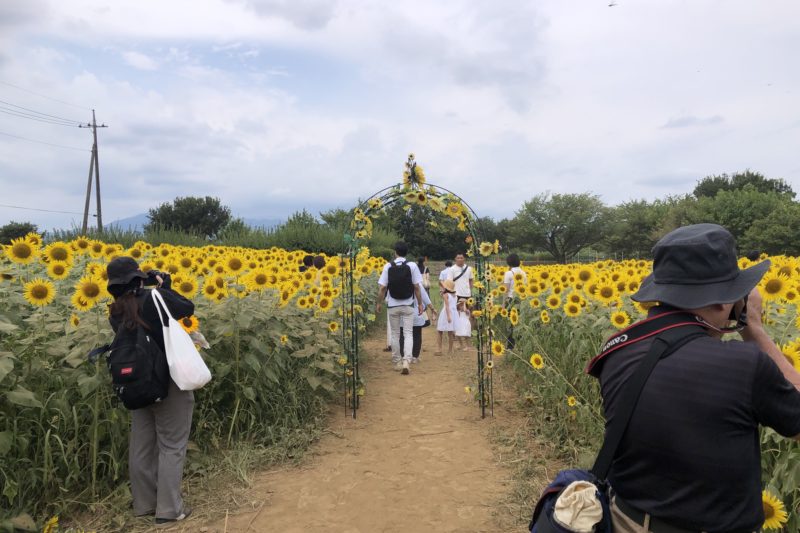 座間市ひまわりまつり