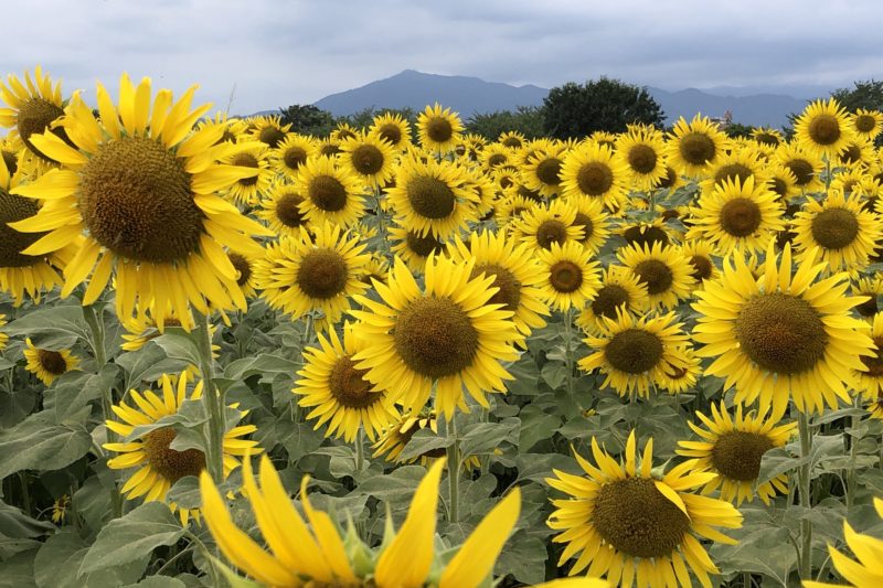 座間市ひまわりまつり