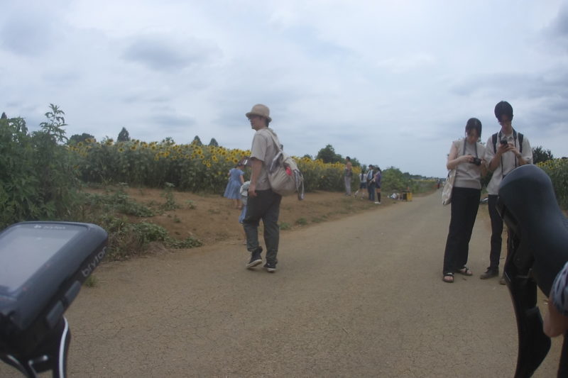 座間市ひまわりまつり