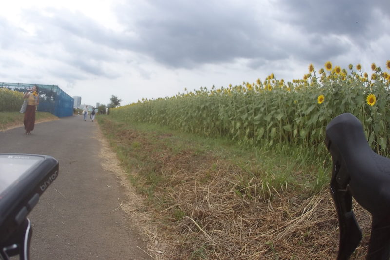 座間市ひまわりまつりの四ツ谷会場