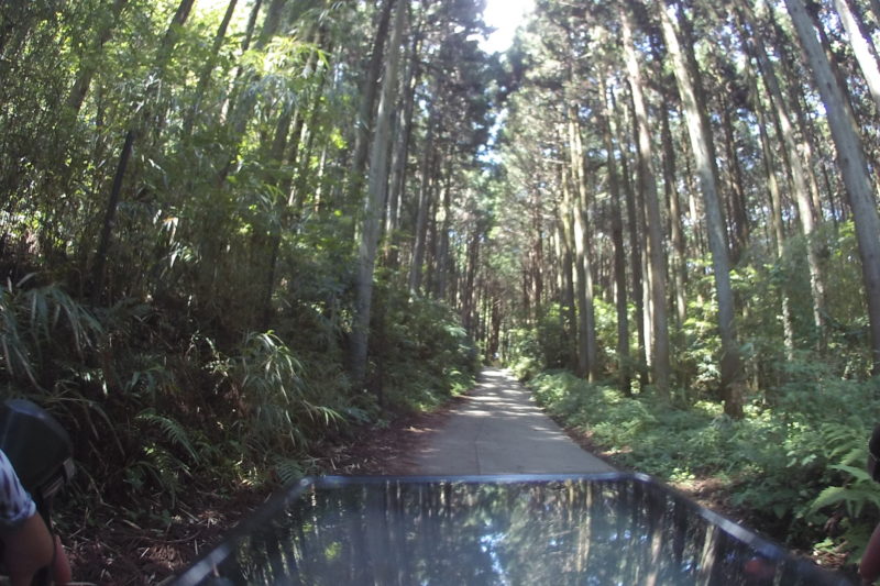 大倉の清水までの林道