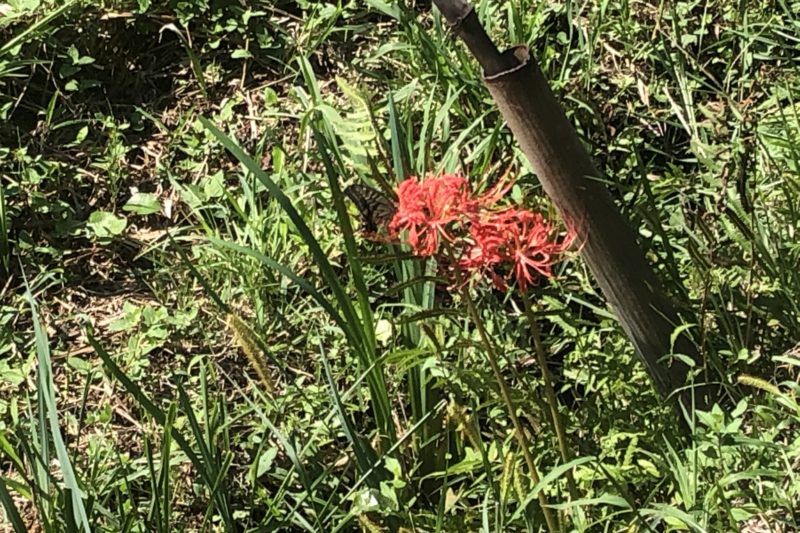 彼岸花とアゲハ蝶