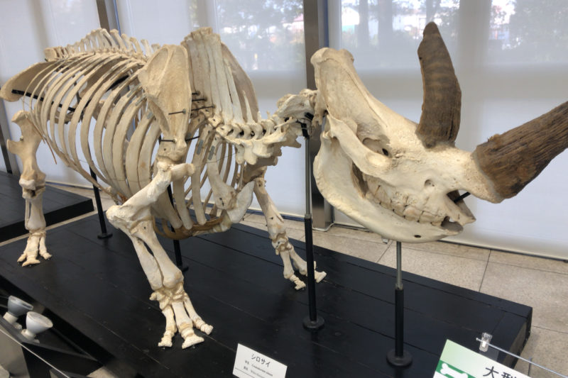 骨の博物館のシロサイ