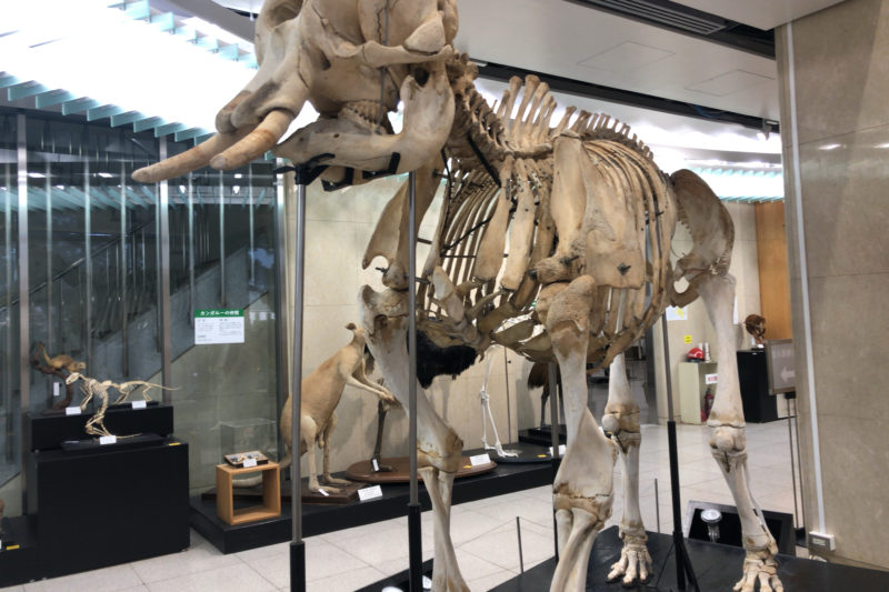 骨の博物館の象