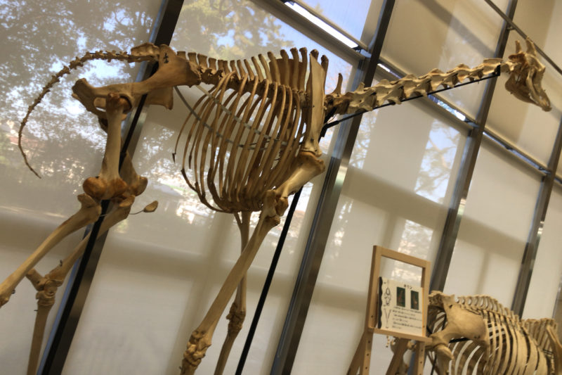 骨の博物館のキリン