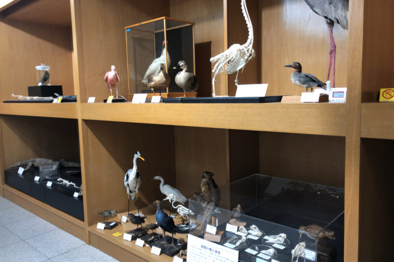 骨の博物館の鳥類