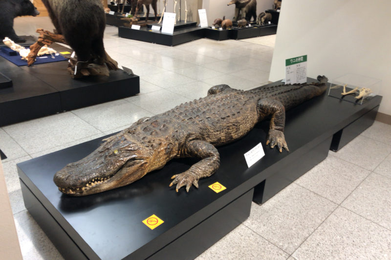 骨の博物館のワニ