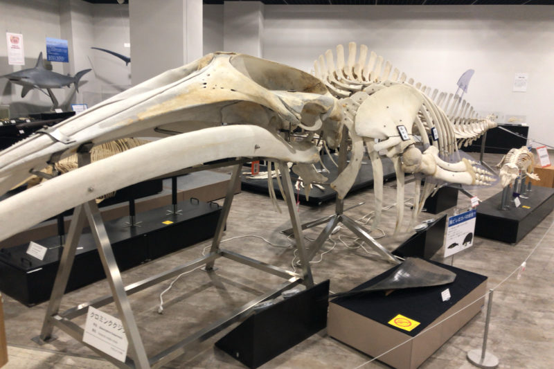 骨の博物館のクロミンククジラ