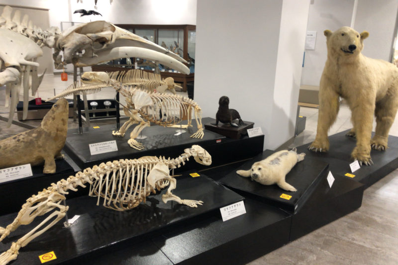 骨の博物館の海の動物たち