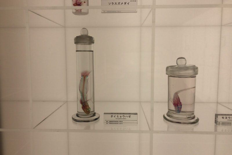 骨の博物館の透明標本