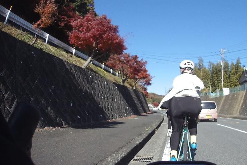 サイクリング中に見えた紅葉したモミジ