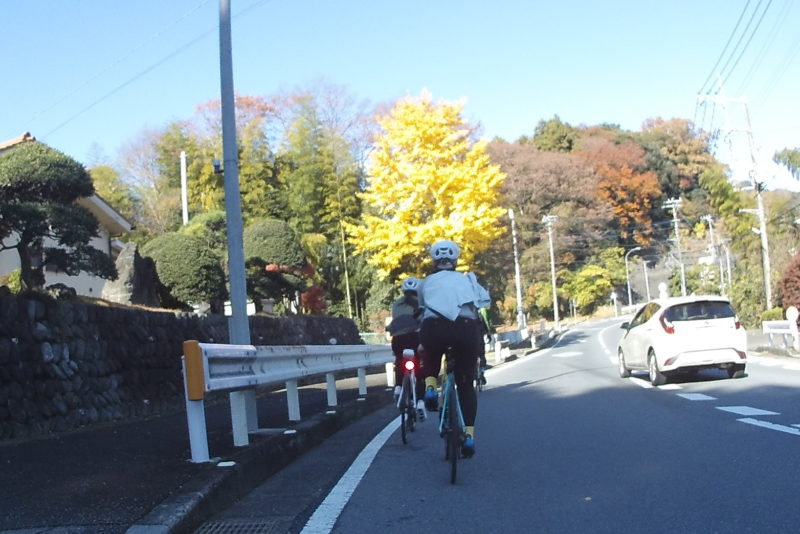 サイクリング中に見えた紅葉したイチョウ