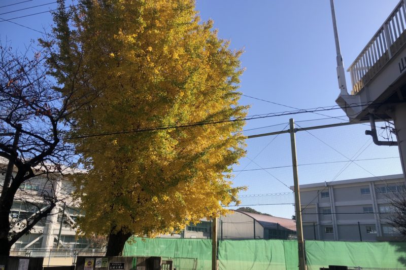 色づいたイチョウ