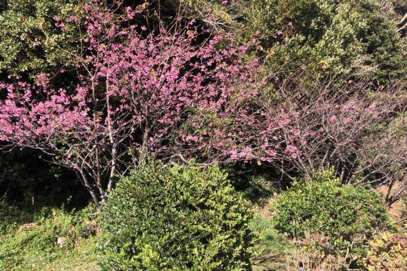 城ヶ島の河津桜
