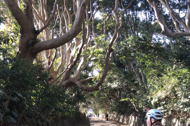 酒列磯前神社の参道のタブノキ