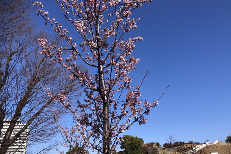 平和中央公園の桜