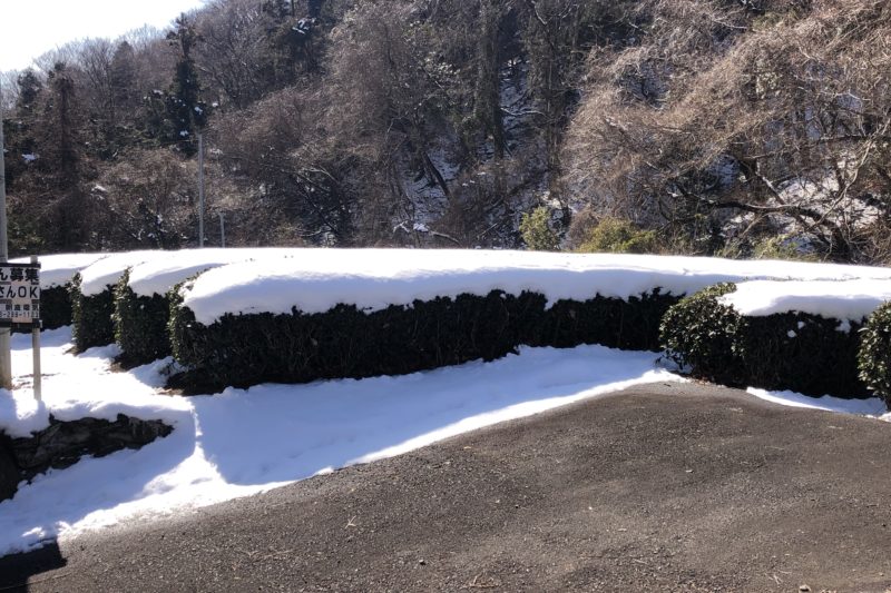 雪が残る茶畑