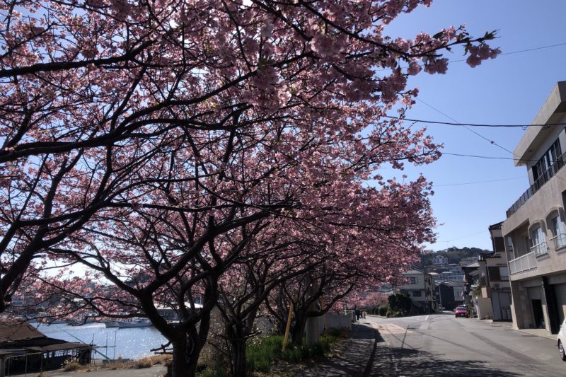 伊豆稲取の漁港の桜