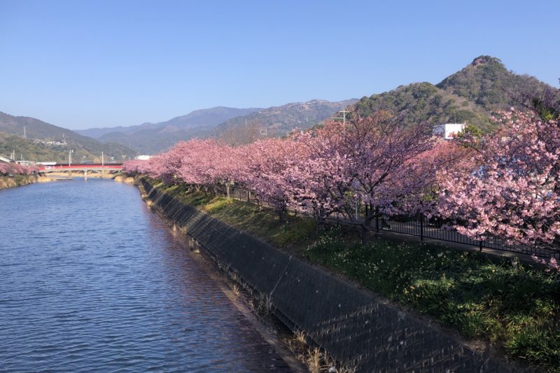 河津町の桜並木