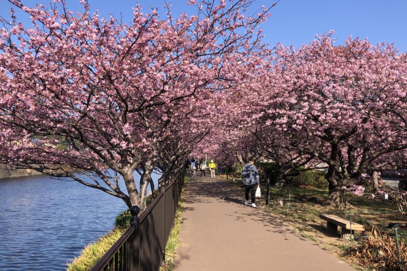 河津町の桜並木
