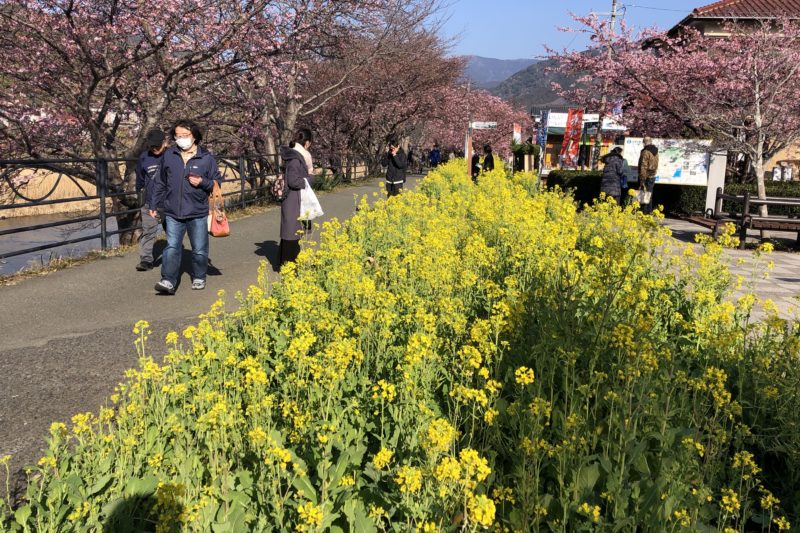 河津町の桜並木と菜の花