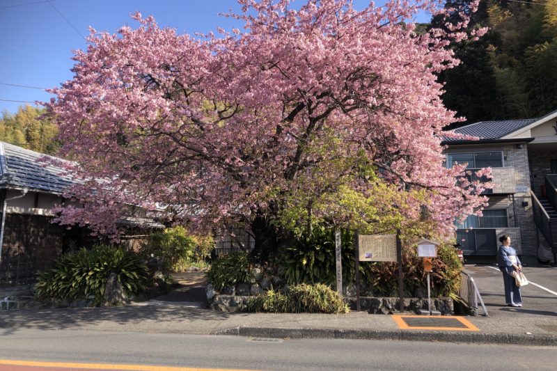 河津桜の原木